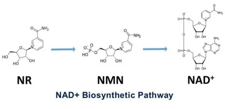 NMN raw material