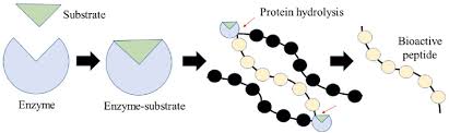 Hydrolyzed Wheat Protein Hydrolyzed Wheat Protein